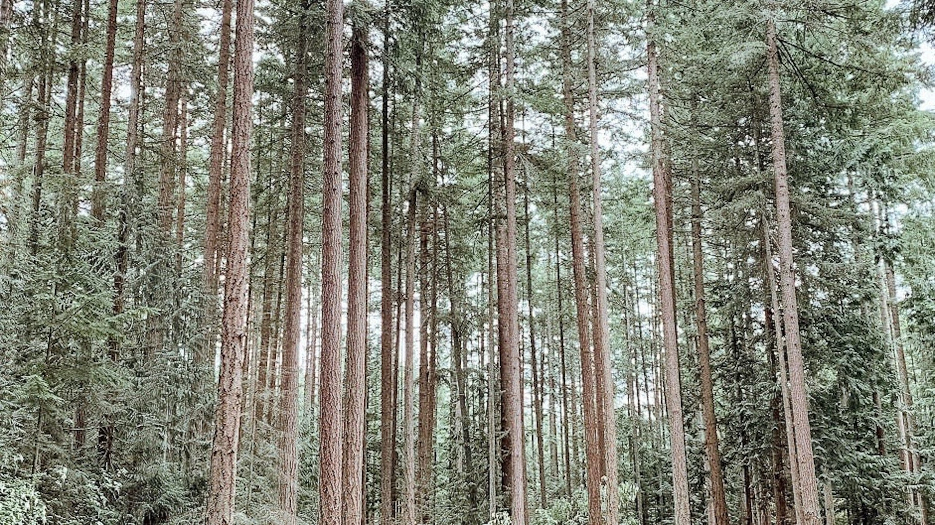 1-1 A walk in the woods - A path towards health