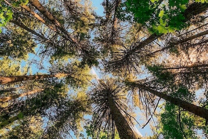 A walk in the woods - A path towards health