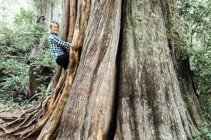 A walk in the woods - A path towards health